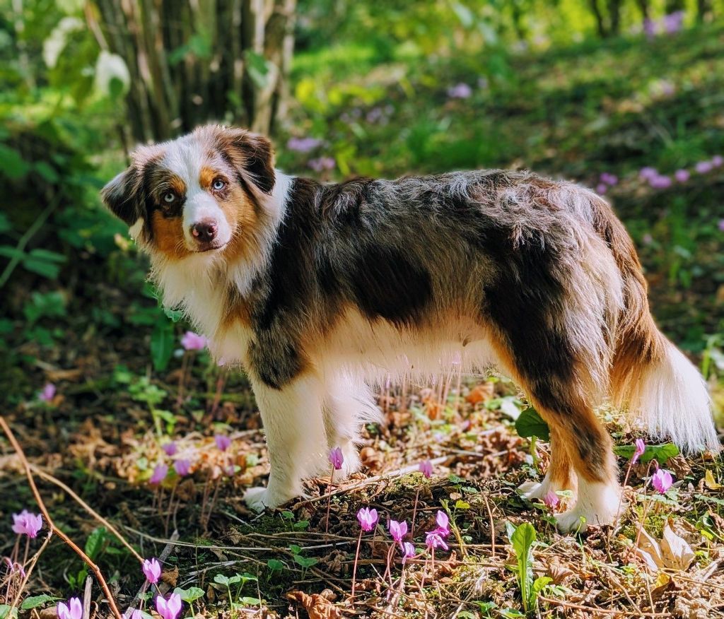 U'sakura Du Clos Des Fées Neoloo